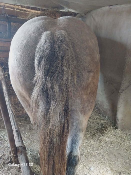 Iapă de 3 ani de vînzare