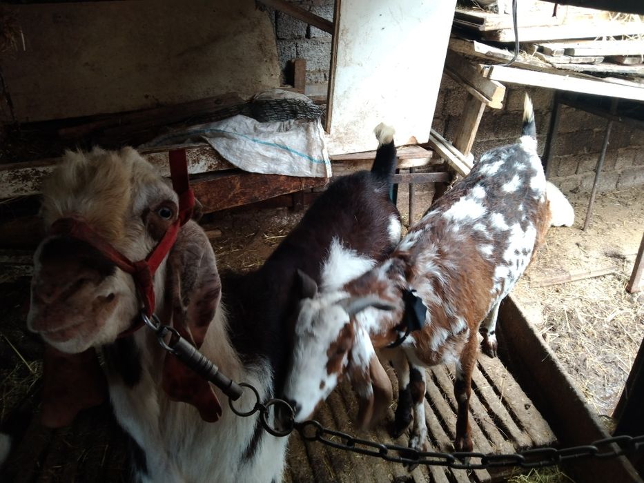 Срочна Сотилади тека и эчки пародистый битал