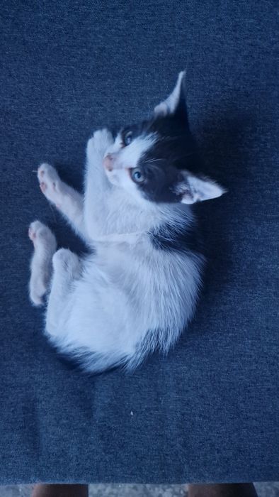 Pisici de  donatie