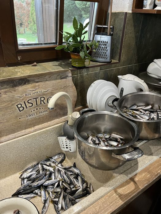 Продавам Паламуд 20лв и сафрид 15лв