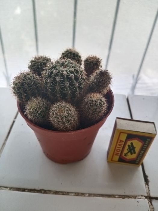 Продаётся кактус-эхинопсис