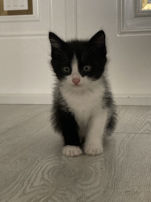 Отдам кошку в хорошие руки.