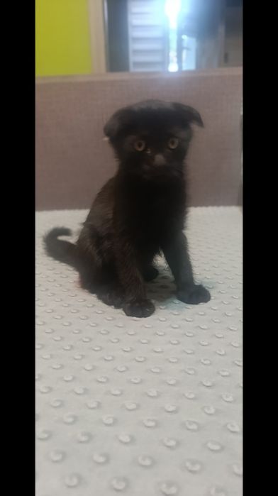 Котенок вислоухий