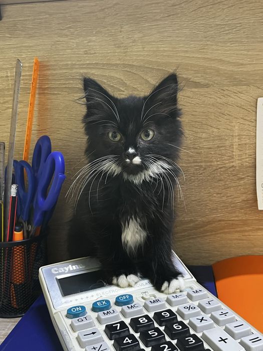 Котятя девочкибесплатно