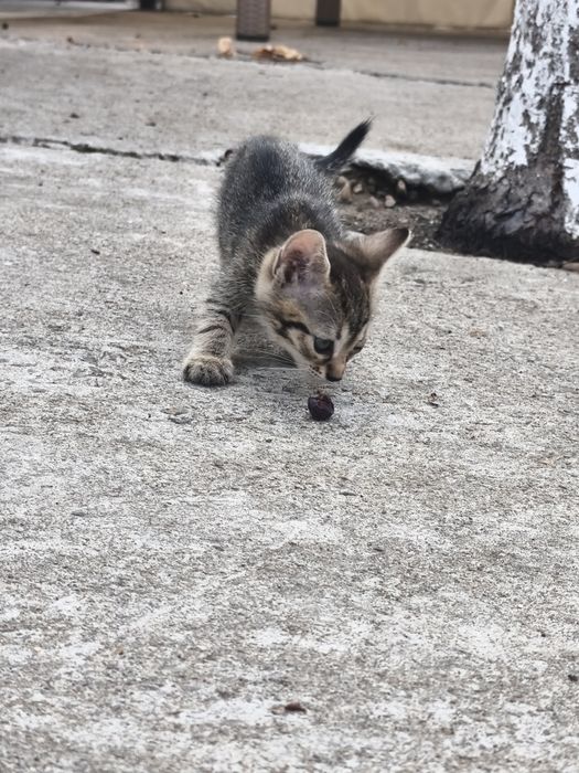 Donez pui de pisica de 2 luni