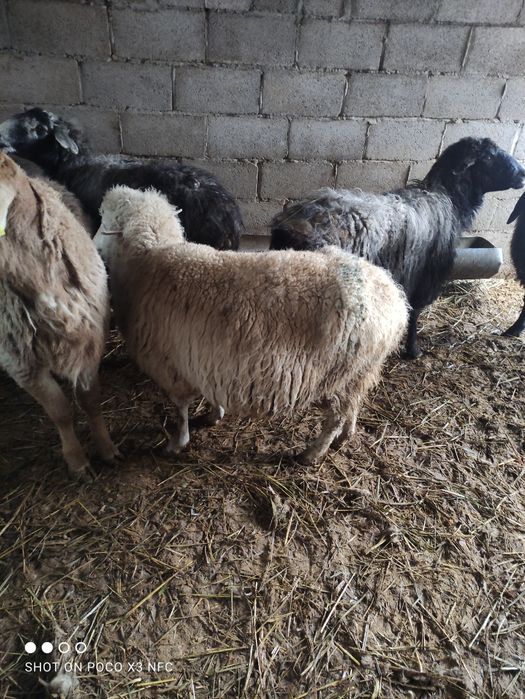 Бараны котные и не котные
