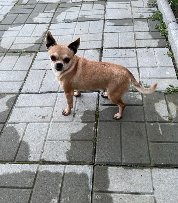 Мини      Чихуахуа