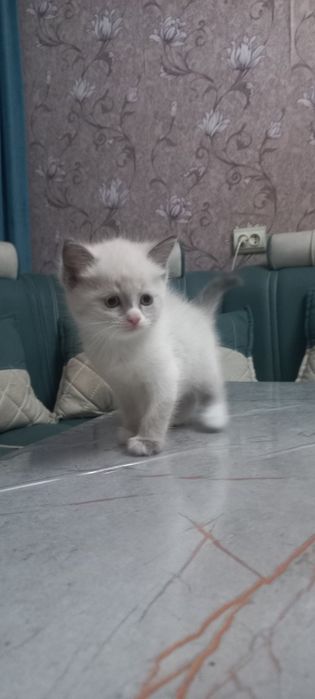 Продаются котята