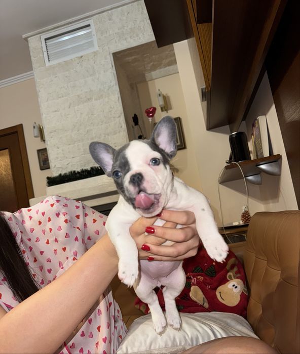 Френски булдог женски син ген с родословие