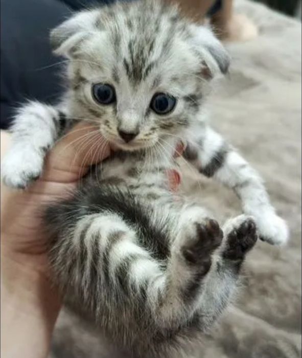 Котята  мальчики и девочки по 20-15тыс