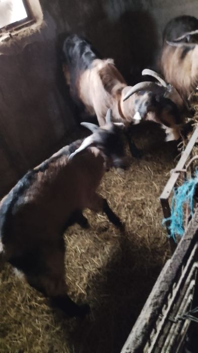 Capră(cârlană,nefătată varsta 1 an)și ied(in jur de 25kg) de vânzare