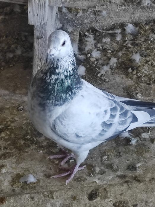 Desființare crescătorie porumbei voiajori belgieni cu rezultate expo