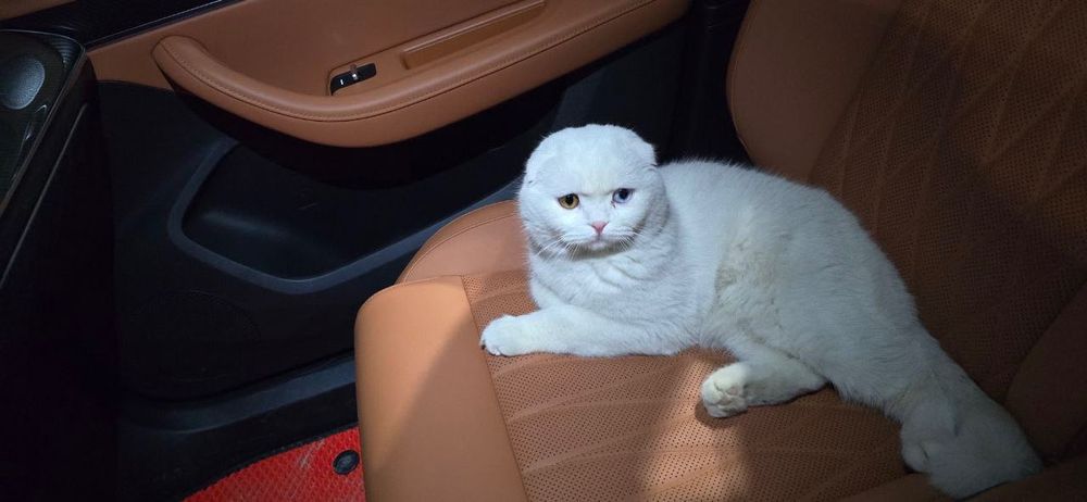 Mushuk qoshish parodiyasi skotish fold