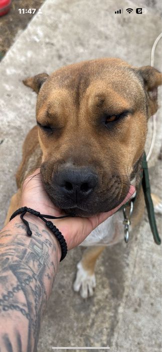 Se doneaza mix 4 rase