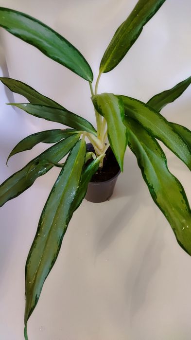 Продам Аглаонемы тайские