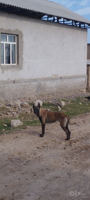 Sotiladi Belgiya malinovasi
