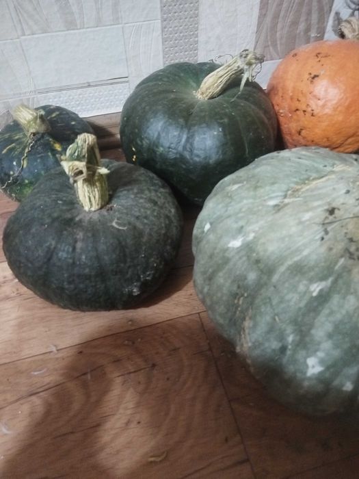 Продам тыкву на манты