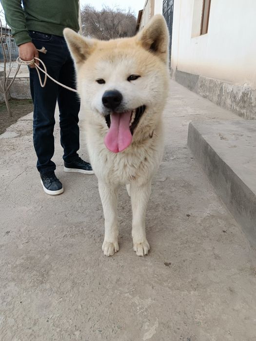 Вязка Акита ину еркаки 1 йошда