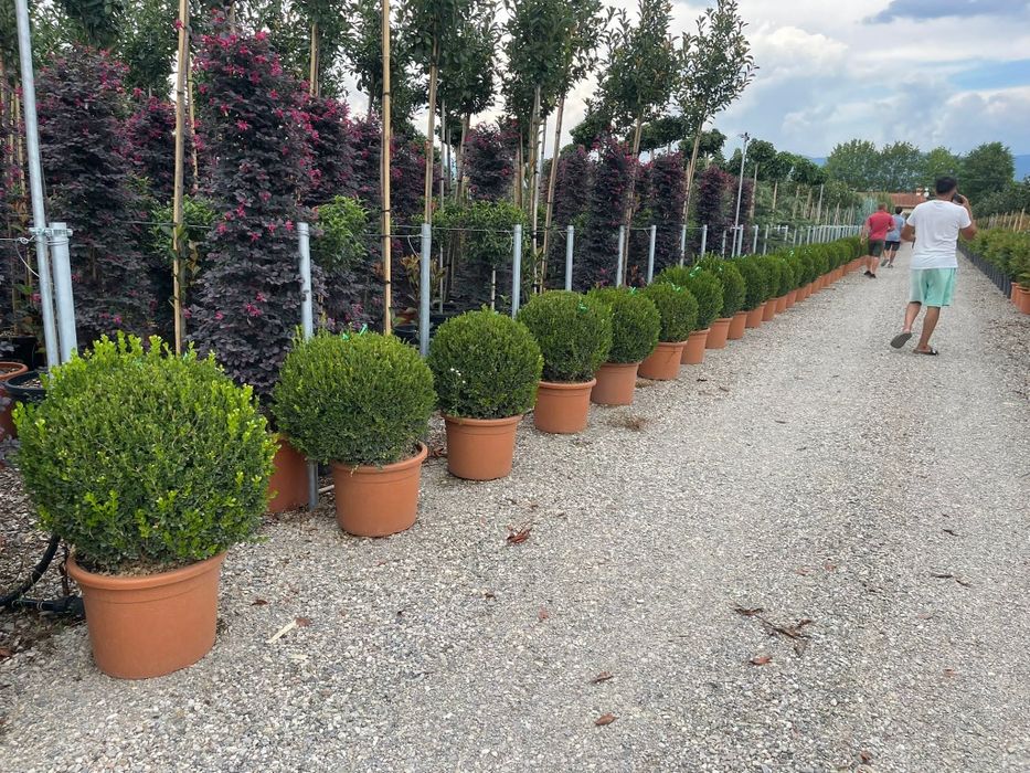 Vând buxus globular