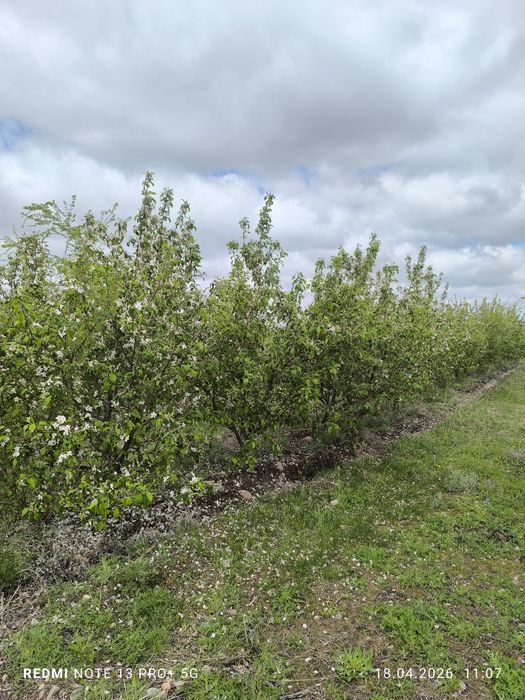 Продам сад с домиком