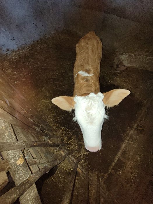 Vând vacă de carne