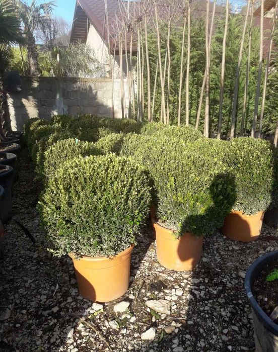 Maslini bonsai secular
