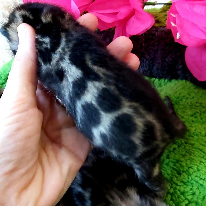 Бенгальские РОСКОШНЫЕ  Котята!