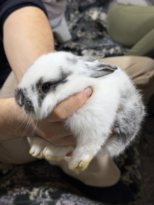 Домашние кролики