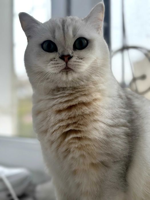 Котята от чистокровных родителей