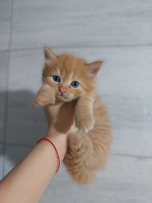 Продаются котята