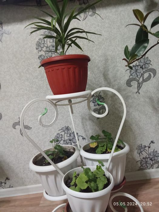 Домашний цветы, маленки