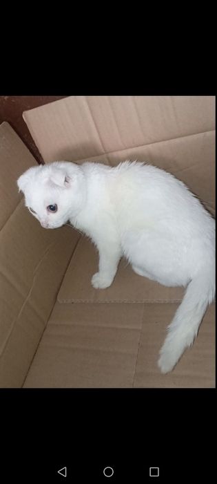 Продаются котята скотиш-фолд девочки . Белые.