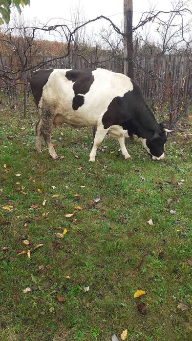 Vand doua vaci de lapte