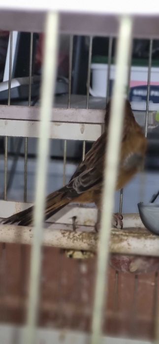 Кенар взрослый цвета красного дерева по цене самки!