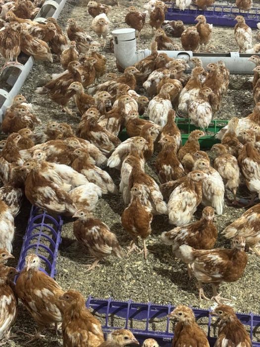 Хасики 2 месячные