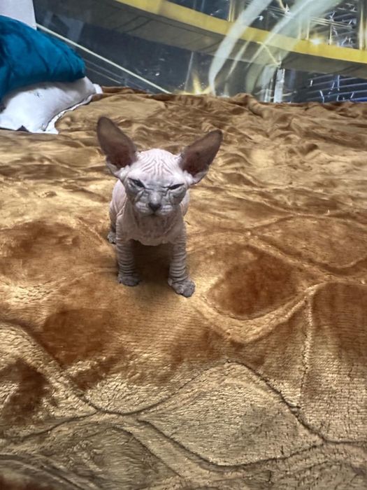 Котета сфинкс милахи