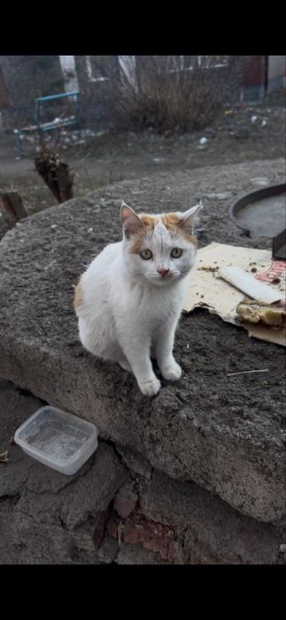 В поисках дома котенок