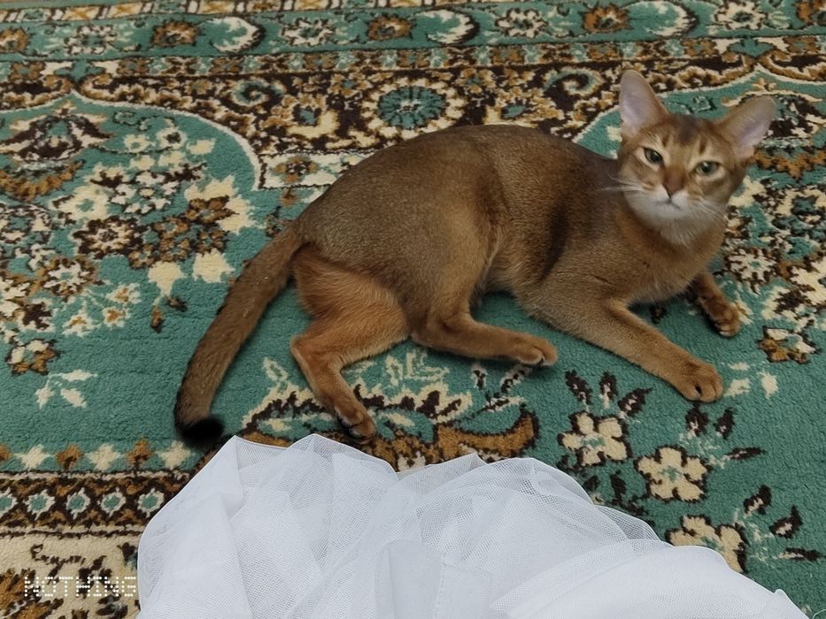 Абиссинская кошка (вязка)