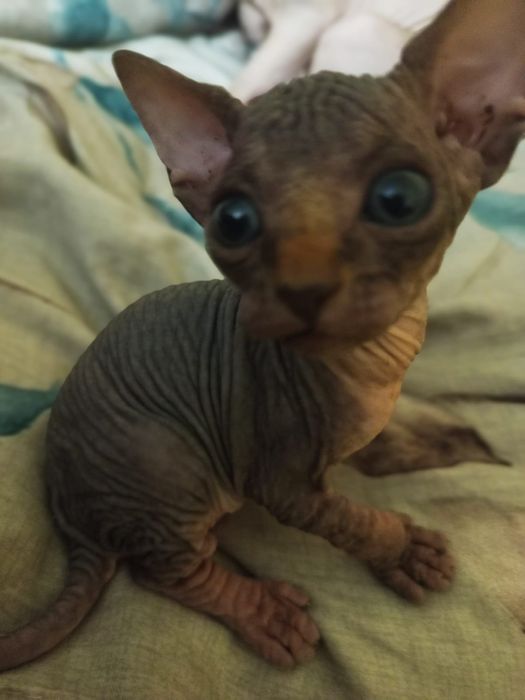 Продажа Сфинксов