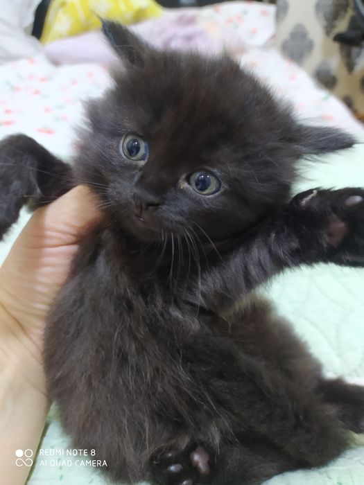 Домашние животные