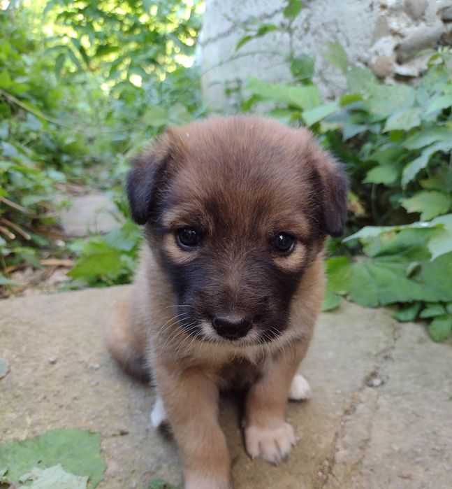 Pui de câine pentru adopție