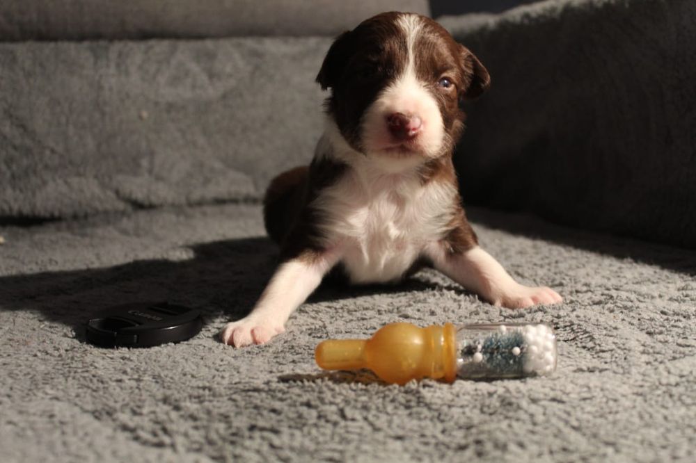 щенок бордер колли