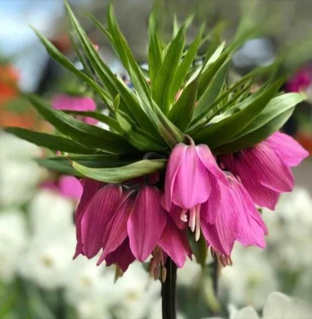 Bulbi de Lalea Regala sau Floarea Pastelui, pt plantat, pe nuante de Mov, portocaliu, Galben  Alb  Roz deschis, Roz închis Ciclam sau Rosu