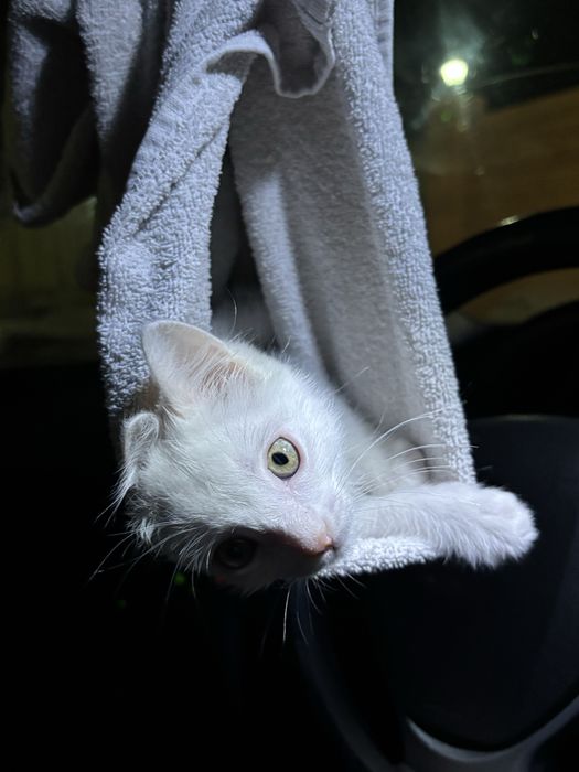 котёнок(мальчик)