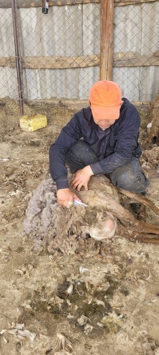 Стрижки барана кой кыркым