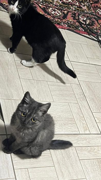 Котята  в поиске дома , мальчики и девочки