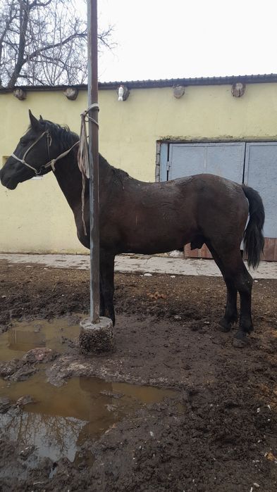 Көкпар ат парымен