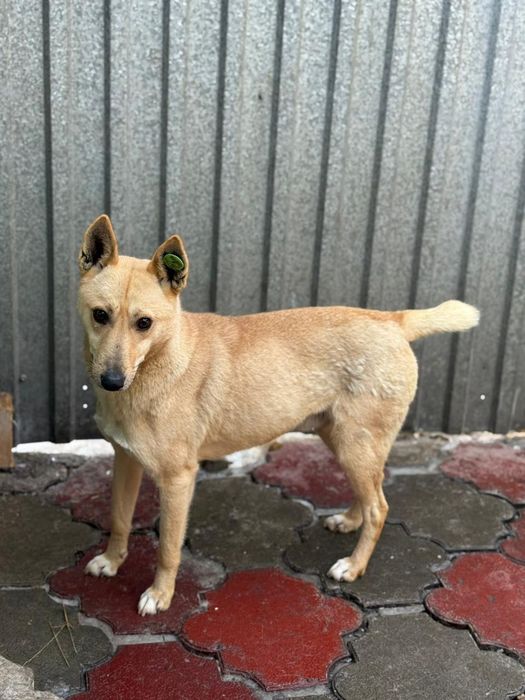 Собака на пристройство