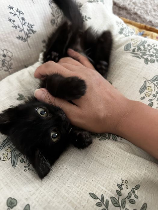 Котенок пушистый