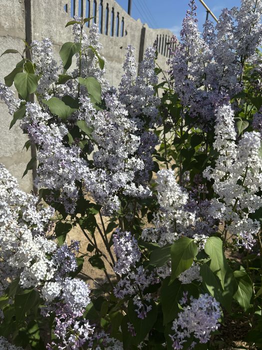 Апрельская сирень